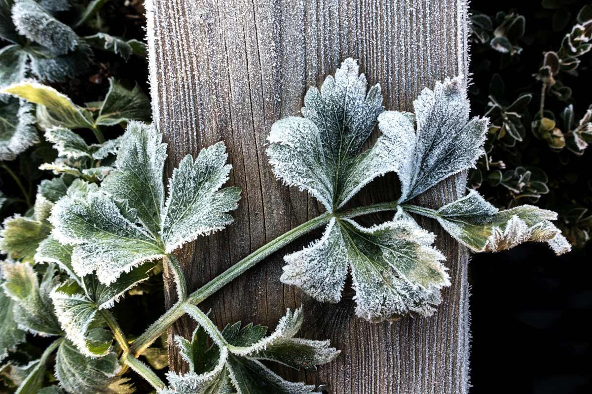 Ein Sellerieblatt überzogen mit Frost