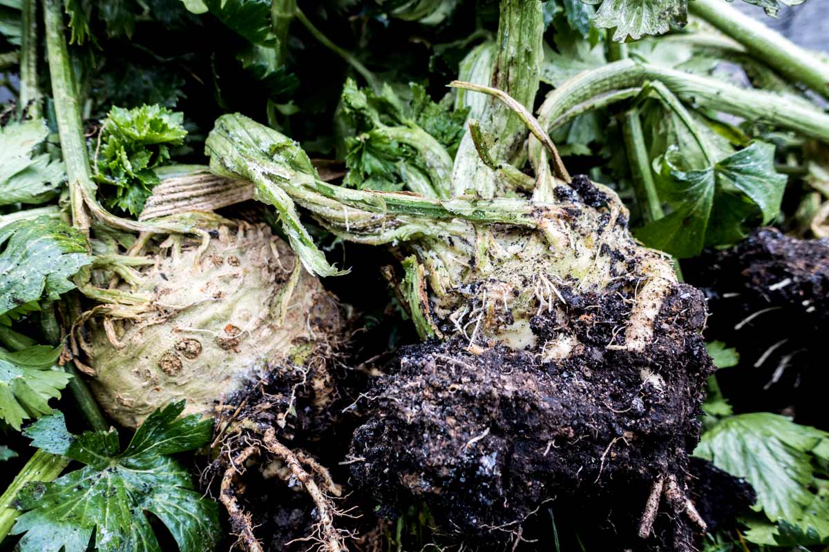 Zwei Sellerieknollen im Dezember geerntet