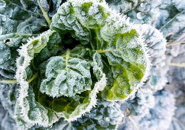 Winter-Aussaat: Diese Gemüsesorten lassen sich jetzt schon vorziehen