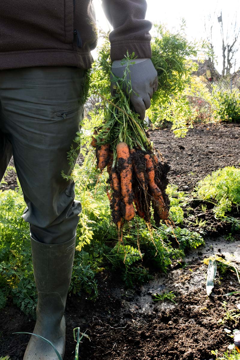 Erdmiete Sand ohne Graben: Frisch geerntete Karotten bereit zum Einlagern in den Sandhaufen