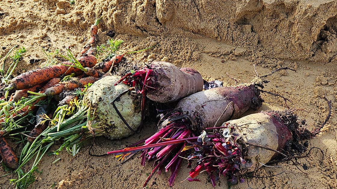 Erdmiete Sand ohne Graben: Karotten, Rote Bete und Sellerie schichtweise auf Sandbett einlagern
                               