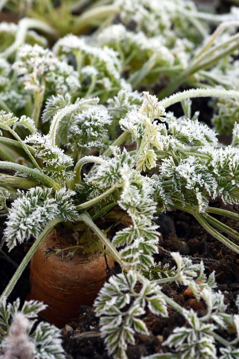Erdmiete Sand ohne Graben: Karotten mit Raureif – kurz vor der Einlagerung
