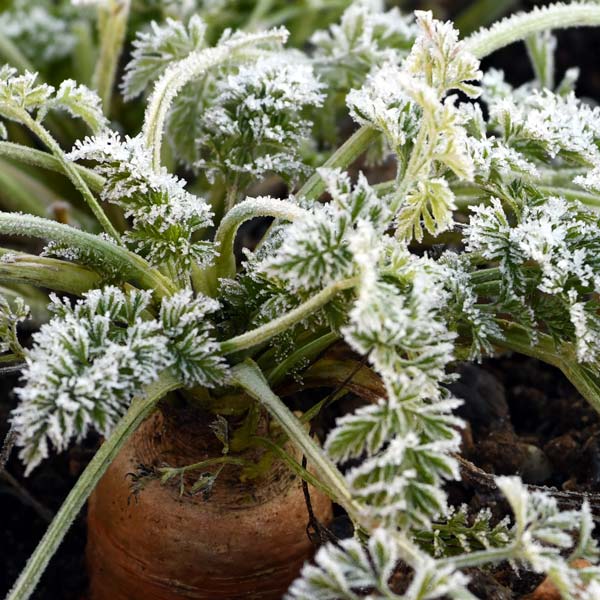 Erdmiete Sand ohne Graben: Karotten mit Raureif – kurz vor der Einlagerung