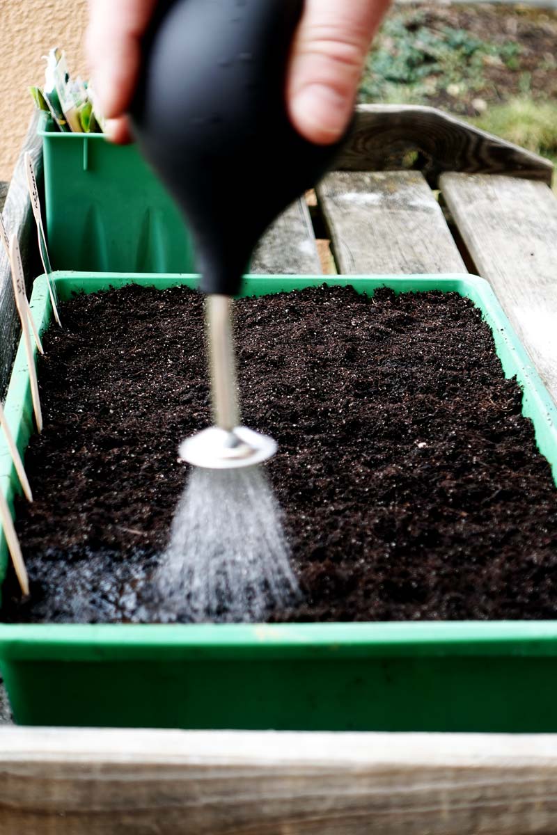 Tomaten vorziehen 2026: Anzuchterde in der Schale mit Ballbrause vorsichtig angießen