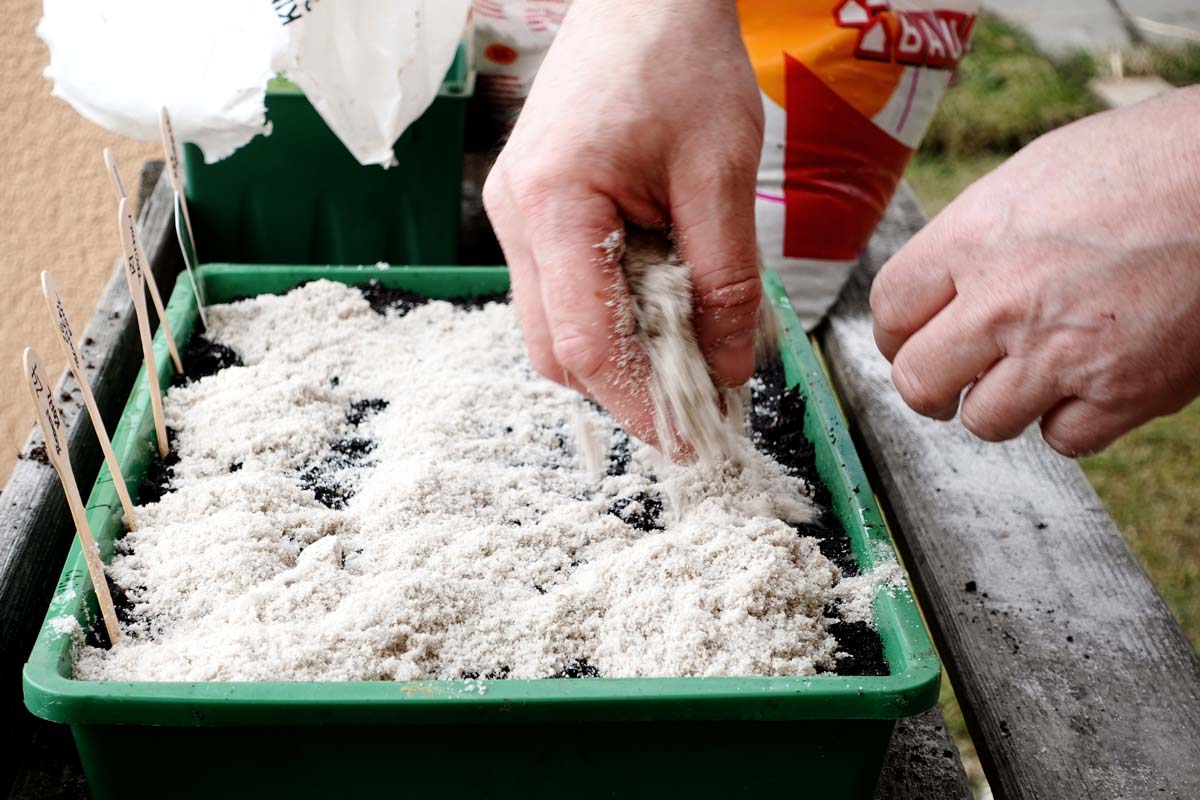 Tomaten vorziehen 2026: nach der Aussaat eine dünne Schicht Sand auf die Anzuchterde streuen