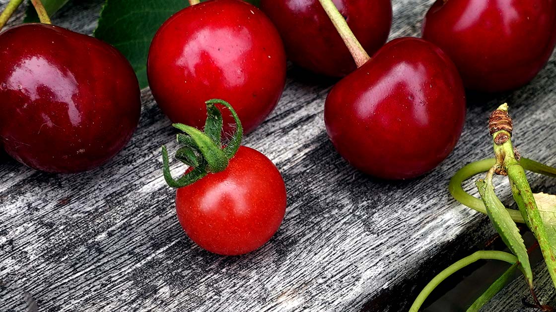 Kirschtomaten und Kirschen – Größenvergleich