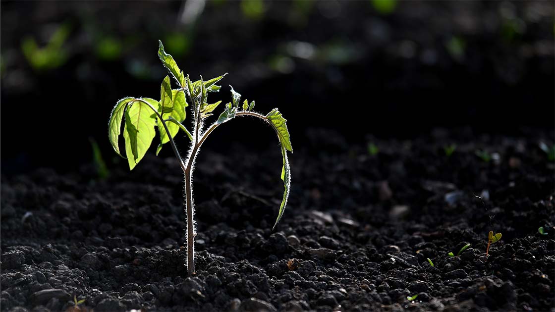 Tomaten-Jungpflanze abhärten: erste Stunden im Freiland, Oberpfalz