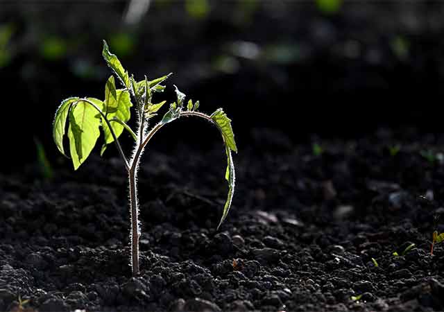 Tomaten abhärten und vor Spätfrost schützen – Anleitung Oberpfalz