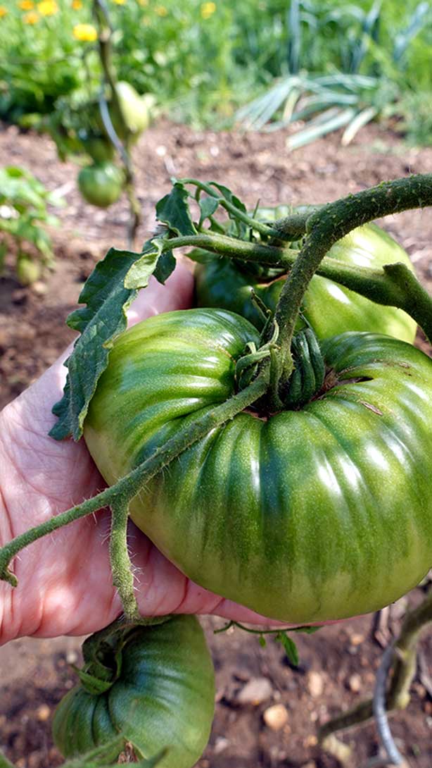 Fleischtomate in der Hand – Größenvergleich