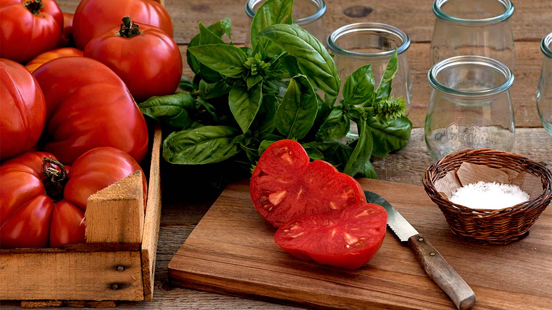 Geerntete Ochsenherz-Tomaten und Basilikum (Freiland)