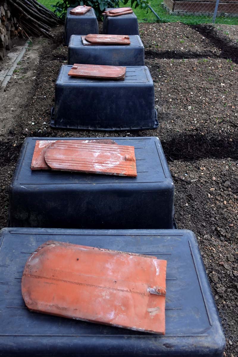 Umgedrehte Mörtelkübel als Notfall-Spätfrostschutz für Tomaten