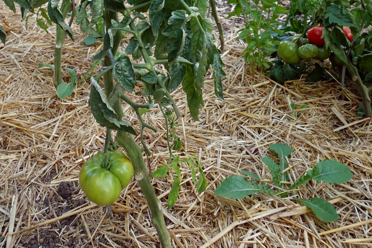 Tomatenbeete mit Stroh mulchen – Schutz vor Krautfäule im Freiland