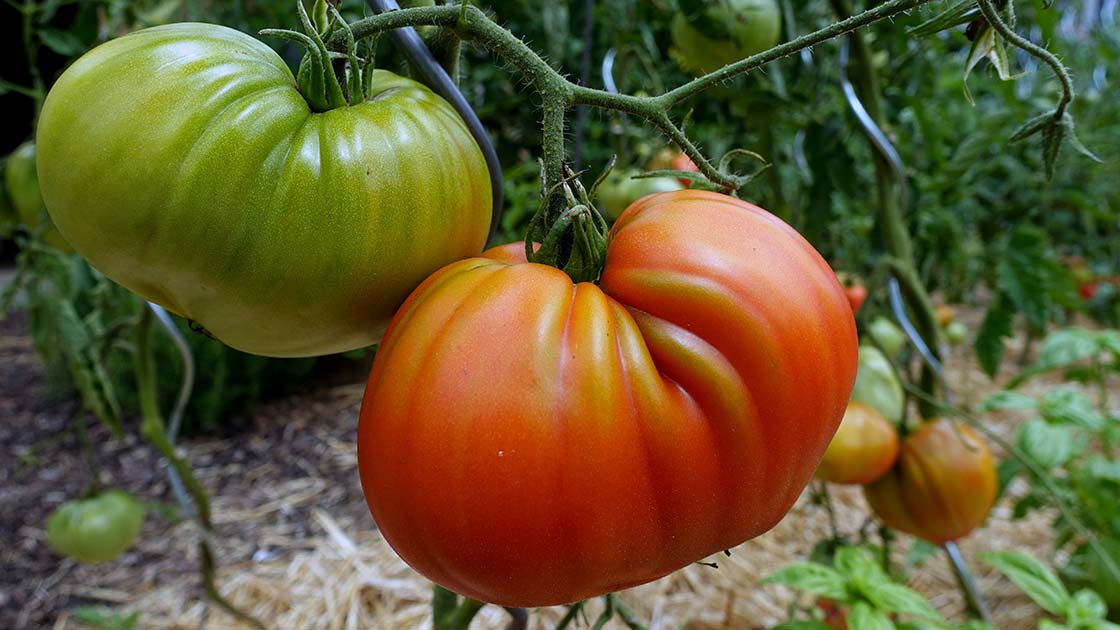 Ochsenherztomaten am Strauch in verschiedenen Reifegraden
