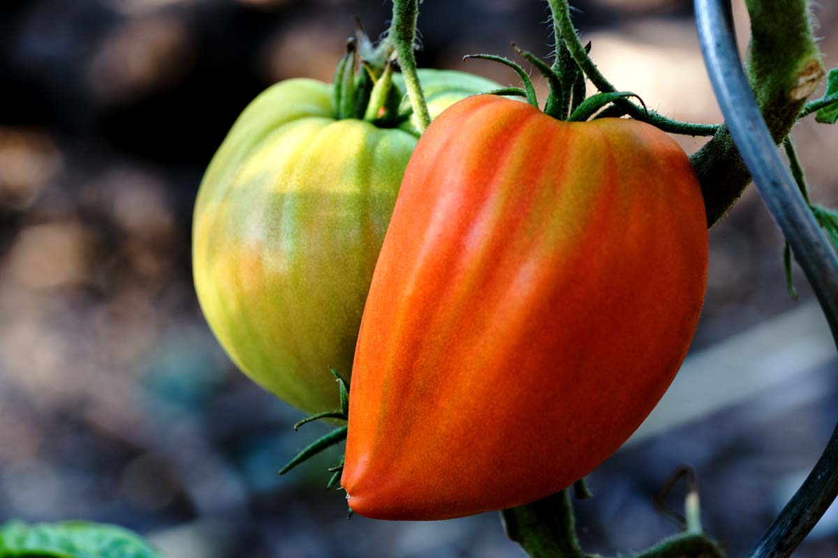 Reife Ochsenherz-Tomaten im Freiland der Oberpfalz
