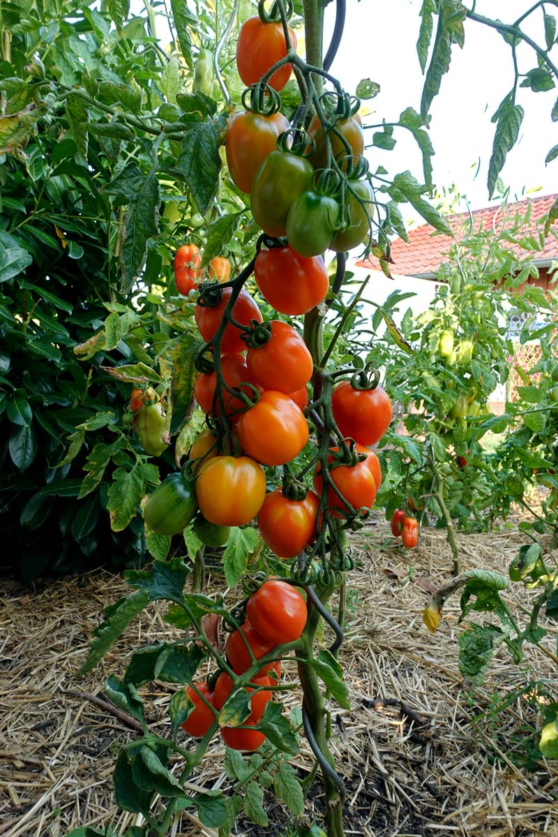 Orange San Marzano Tomaten im Freilandanbau Oberpfalz