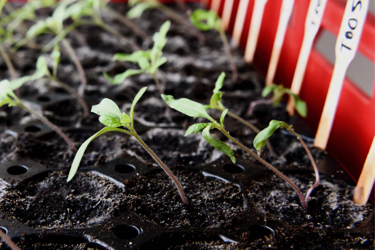 Tomaten-Jungpflanzen strecken sich zum Licht – Tomaten vorziehen 2026