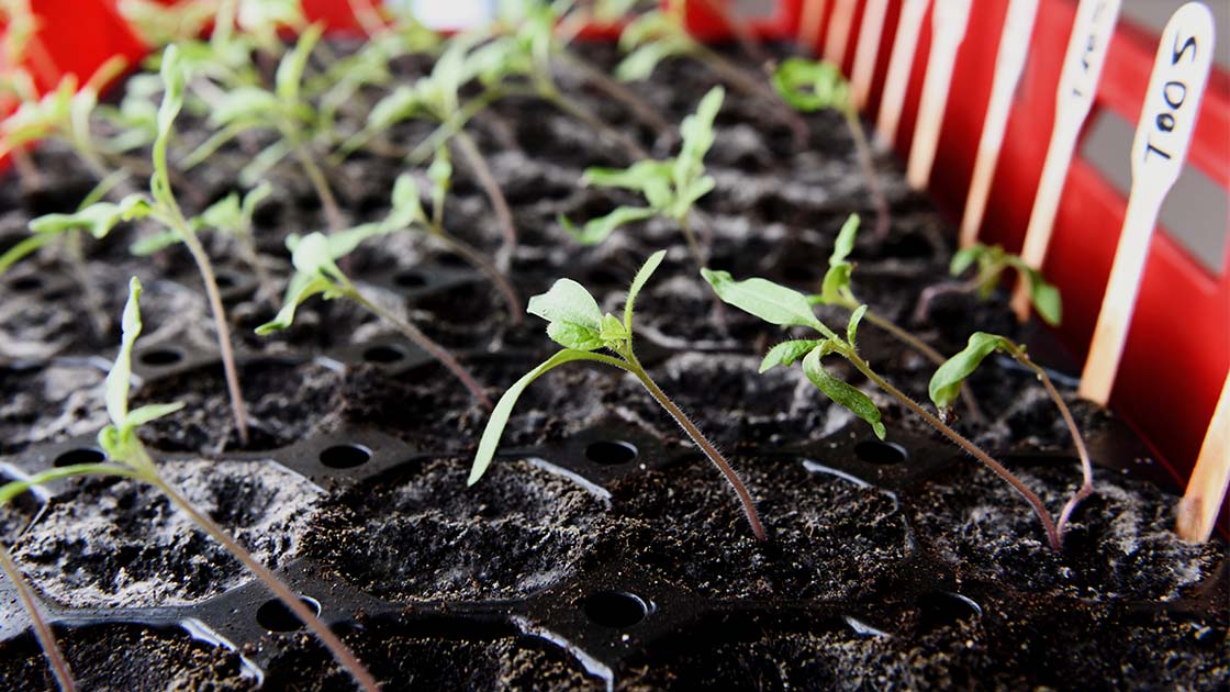 Tomaten-Jungpflanzen strecken sich zum Licht – Tomaten vorziehen 2026
