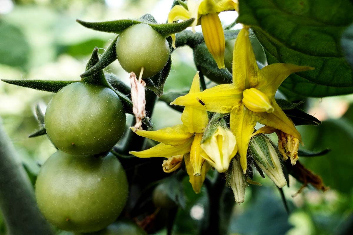 Resibella-Tomate: Fruchtansatz nach der Blüte