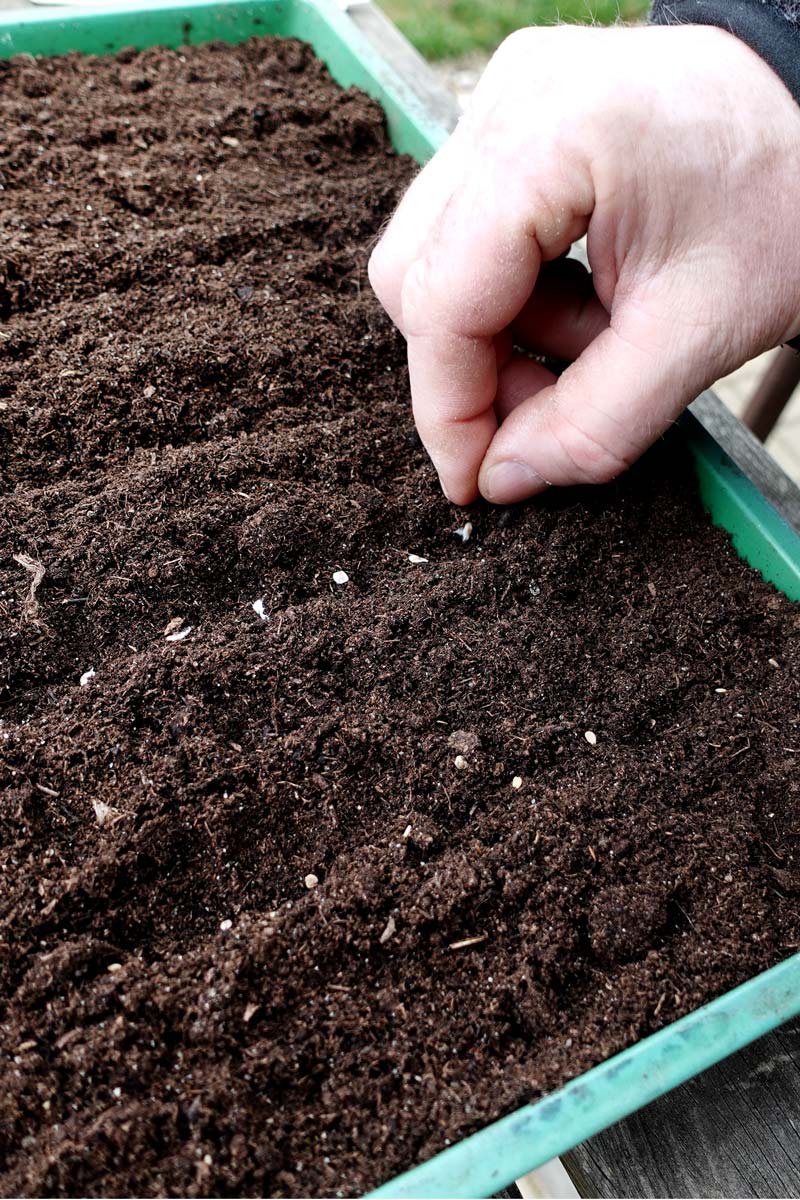 Tomaten vorziehen 2026: Samen werden in Anzuchterde gesät