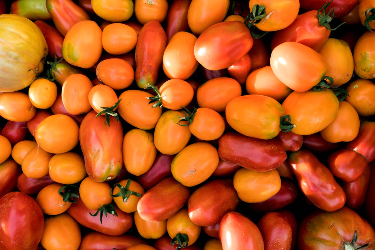 Tomaten vorziehen 2026: Übersicht verschiedener samenfester Sorten für die Oberpfalz
