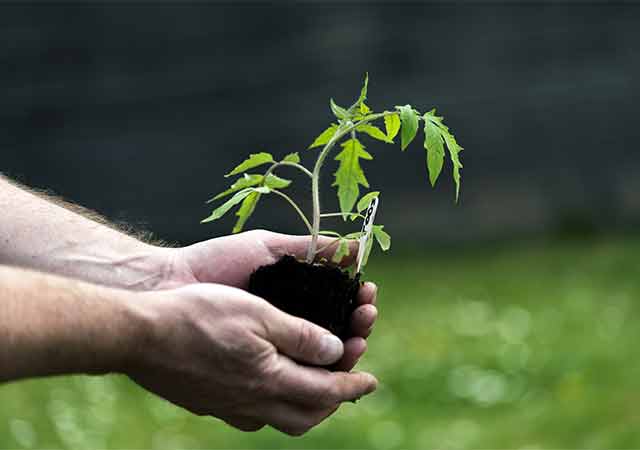 Tomaten auf der Fensterbank vorziehen