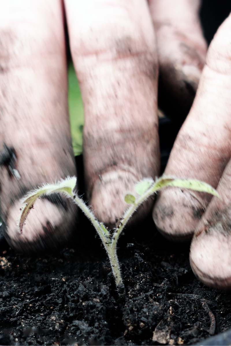 Tomaten pikieren – Jungpflanzen vereinzeln für kräftiges Wachstum