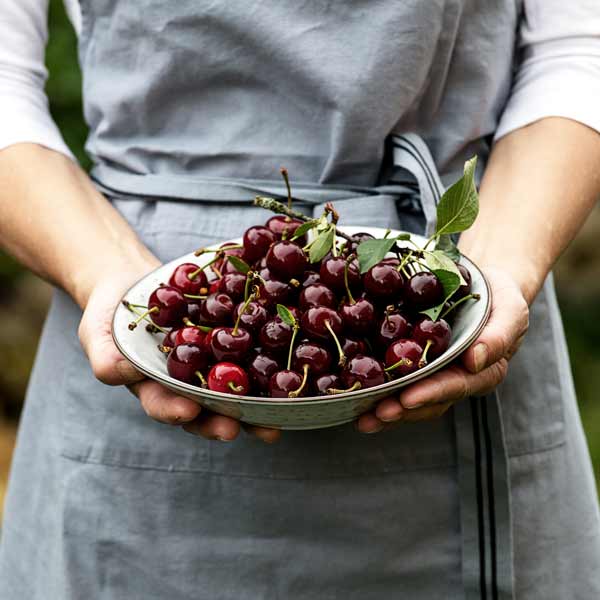 Frisch gepflückte Sauerkirschen