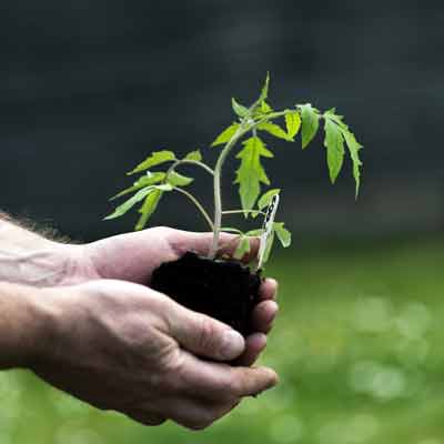Eine Hand hält eine Tomatenpflanze